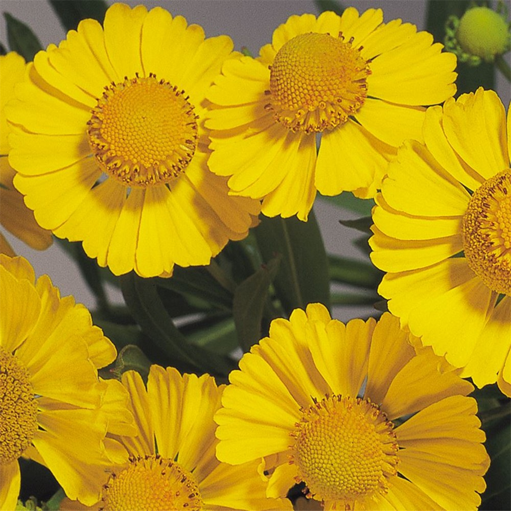 helenium-autumnale-helena-gold-farmyard-nurseries