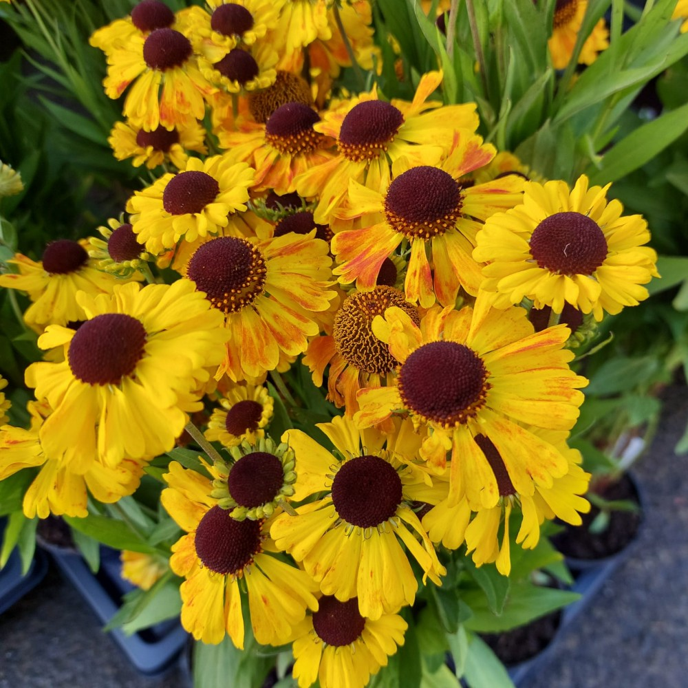 helenium mardi gras uk