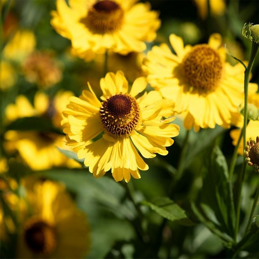 Helenium bigelovii 'Tip Top' | Farmyard Nurseries