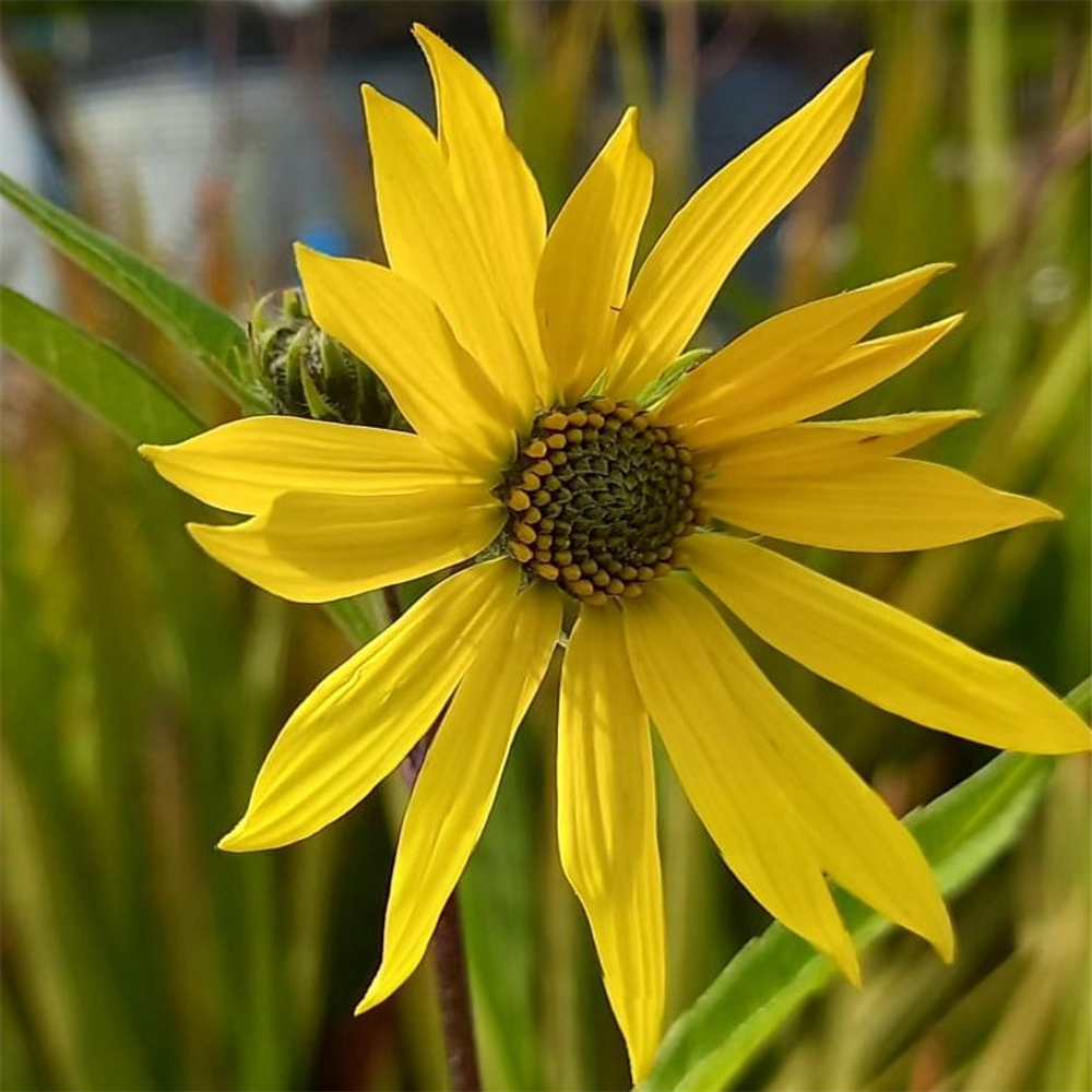 Helianthus salicifolius | Farmyard Nurseries