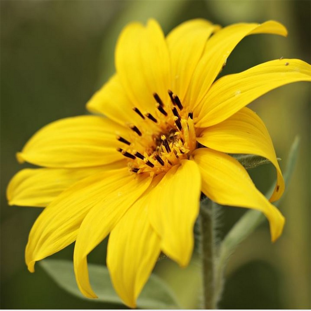 Helianthus salicifolius var orgyalis | Farmyard Nurseries