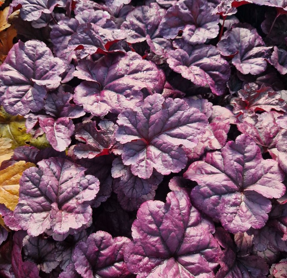 Heuchera 'Wild Berry' | Farmyard Nurseries