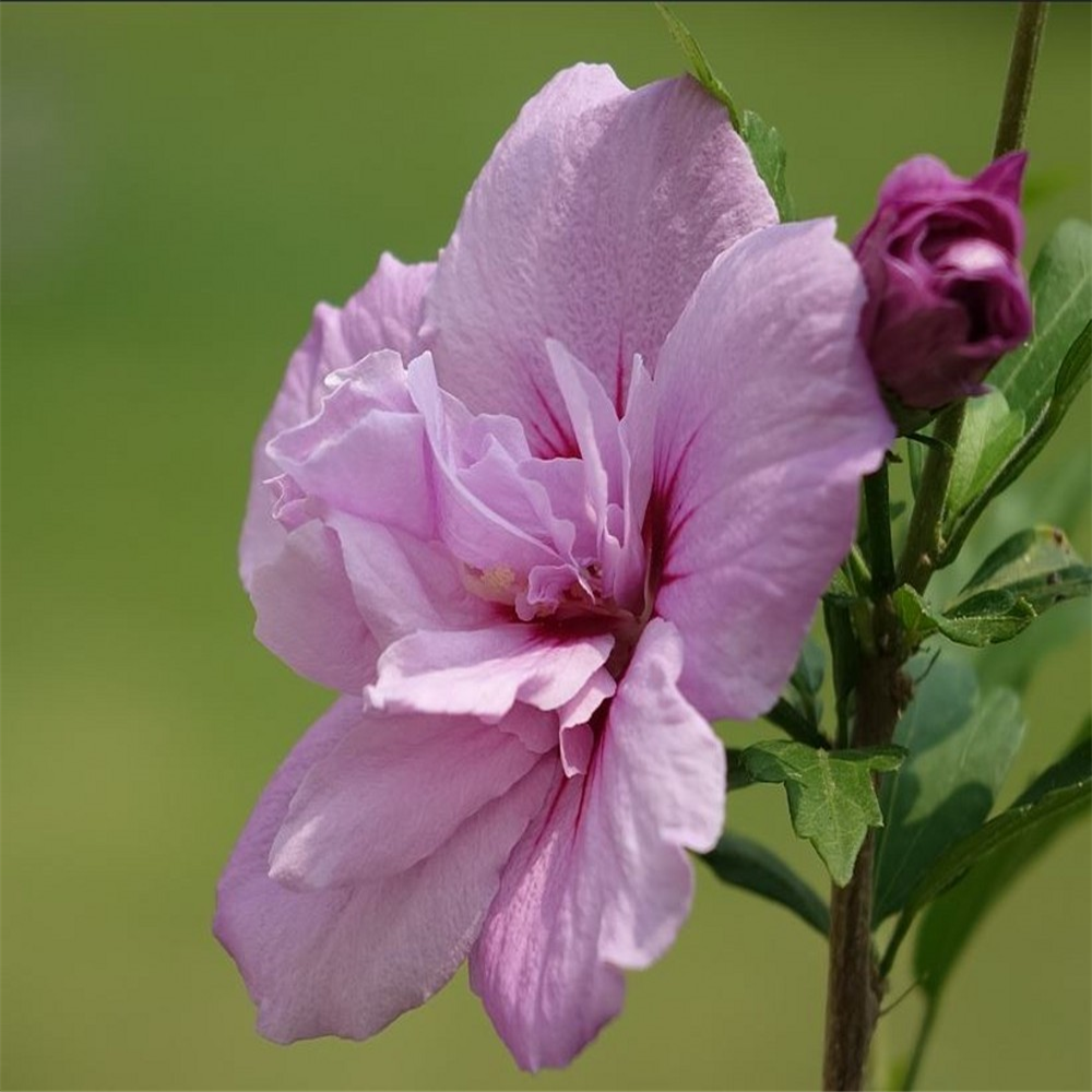 Hibiscus Syriacus Ardens Farmyard Nurseries