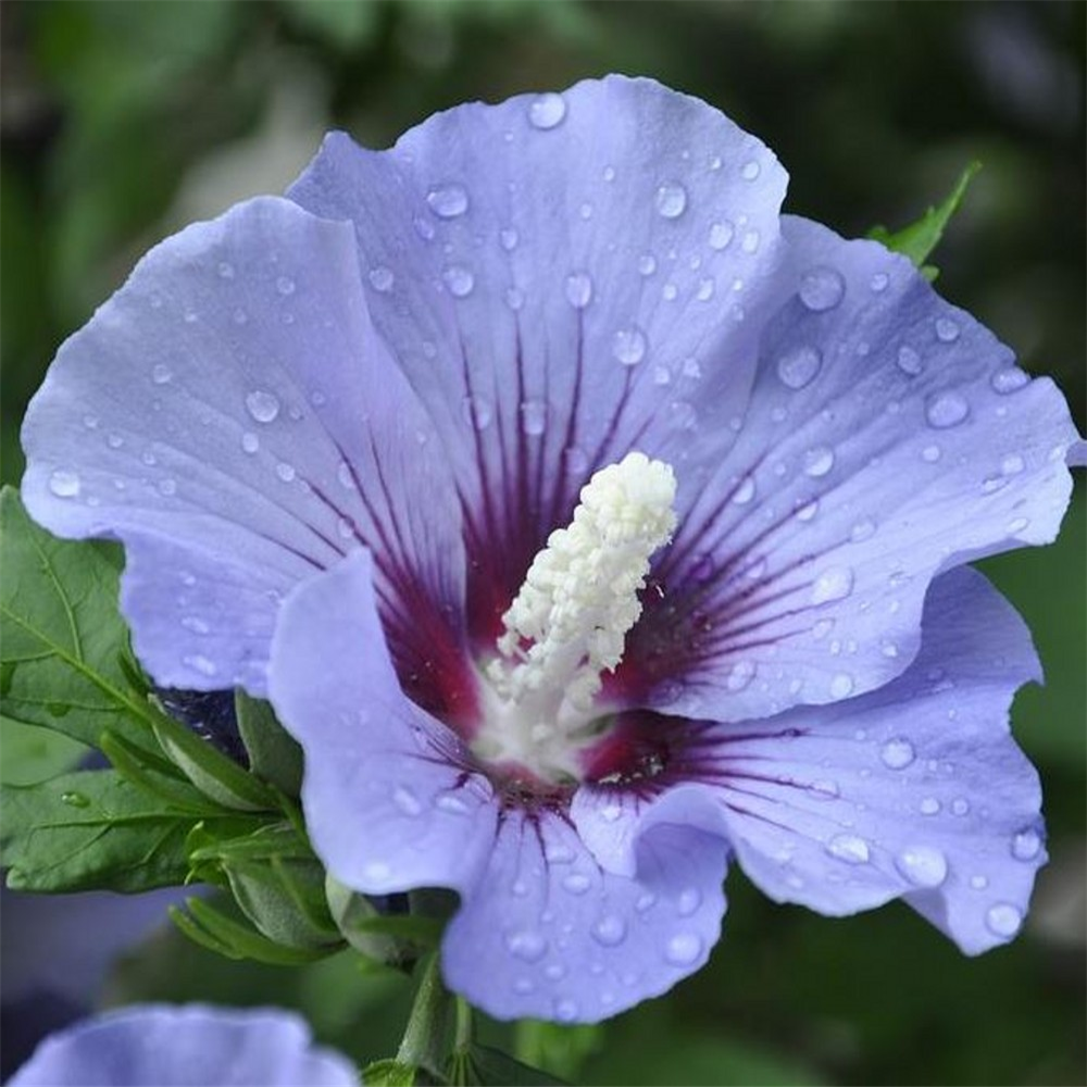 Hibiscus Syriacus Marina Farmyard Nurseries