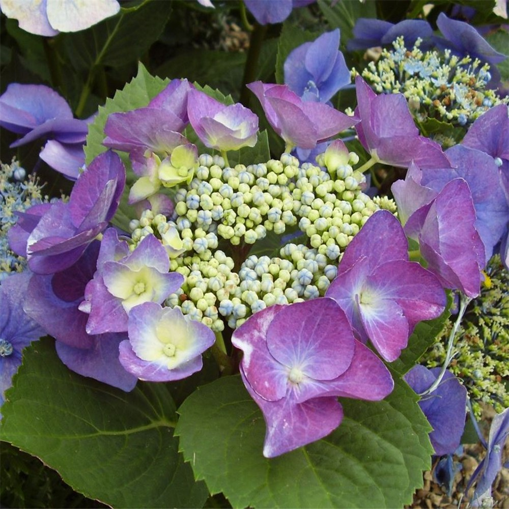 Hydrangea macrophylla 'Blue Wave' | Farmyard Nurseries