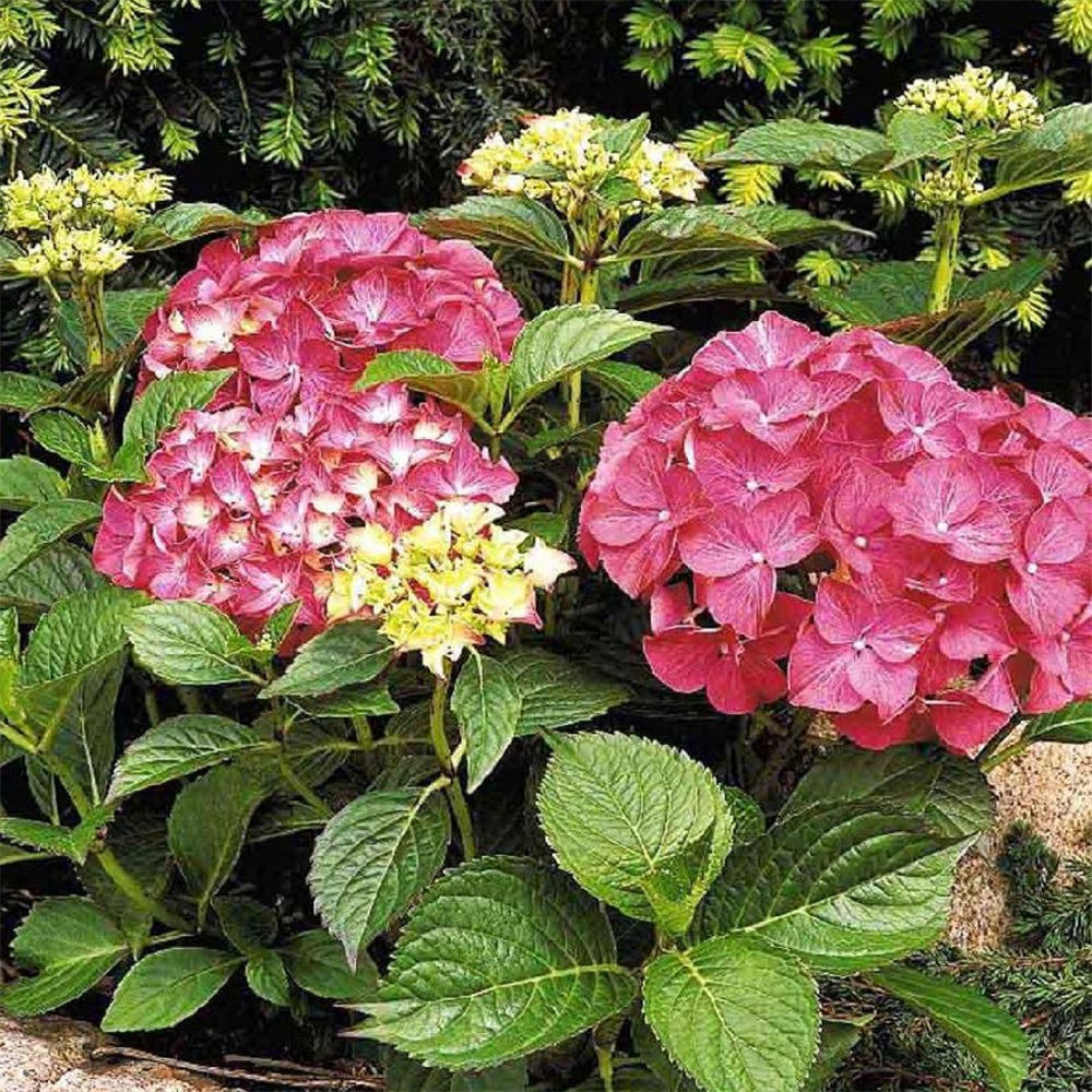 Hydrangea macrophylla фото