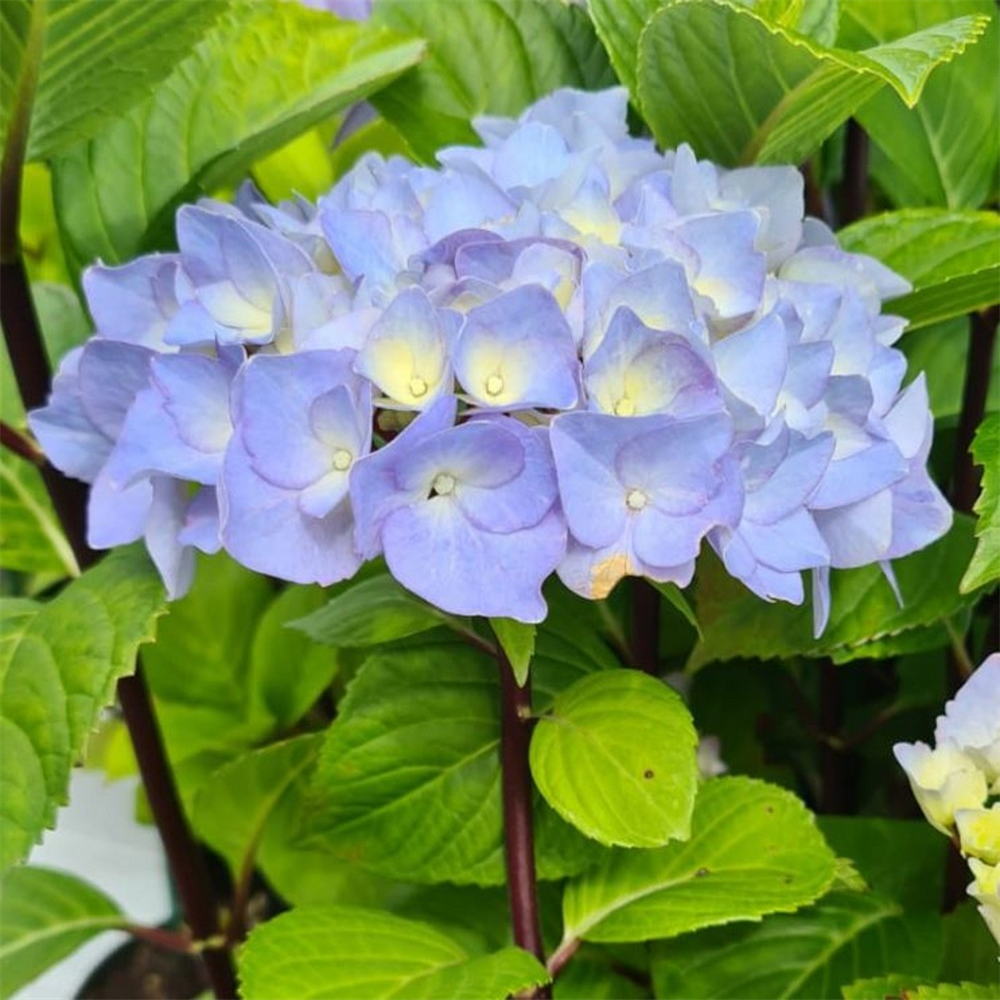 Hydrangea macrophylla 'Blue Ball' | Farmyard Nurseries