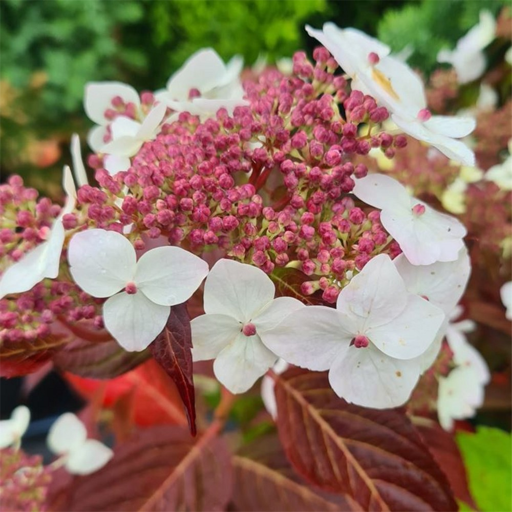 Hydrangea serrata 'Odoriko Amacha' | Farmyard Nurseries