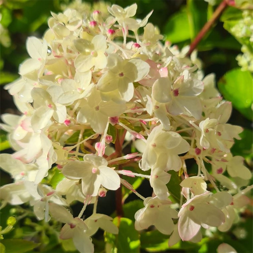 Hydrangea paniculata 'Magical Andes' | Farmyard Nurseries