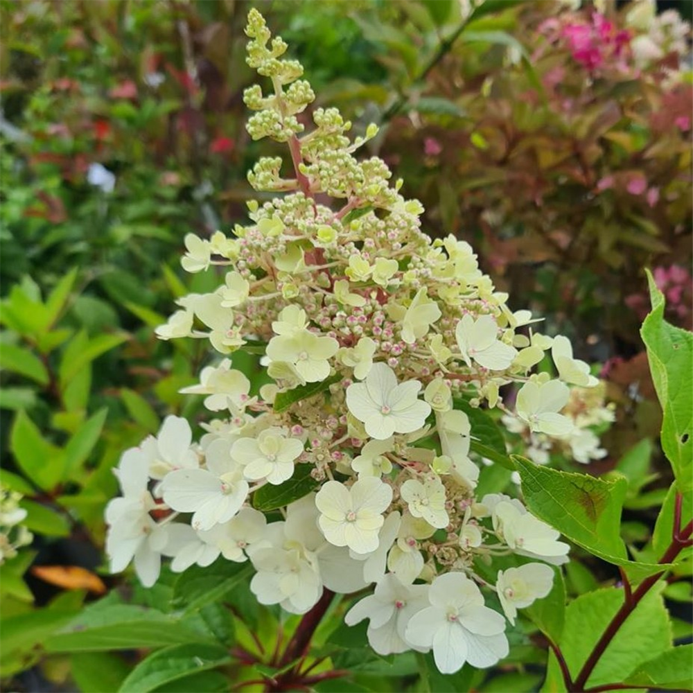 Hydrangea Paniculata Magical Fire Farmyard Nurseries