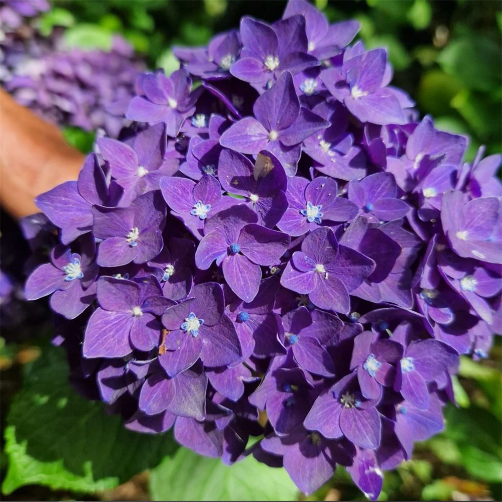 Hydrangea macrophylla purple with blue eye | Farmyard Nurseries