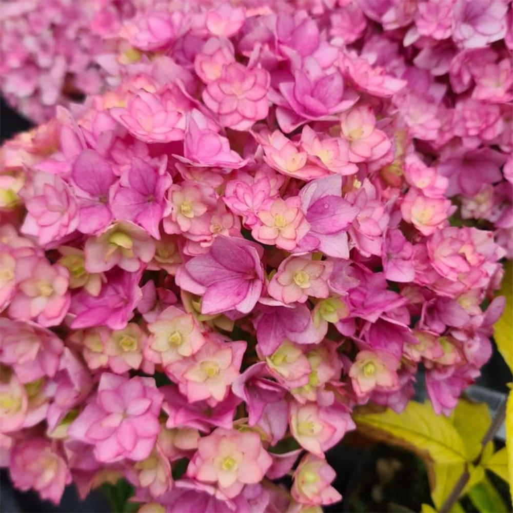 Hydrangea macrophylla 'Together' | Farmyard Nurseries