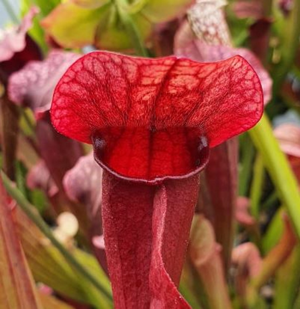 Sarracenia hybrid H 141 'Scarlet Empress' | Farmyard Nurseries