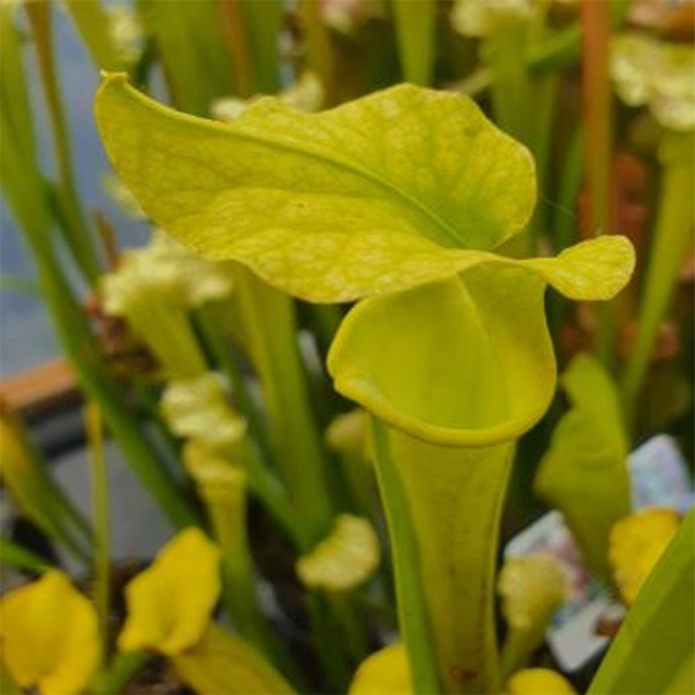 Sarracenia hybrid H 171 Anthro free moorei x flava 'Goldie' | Farmyard ...