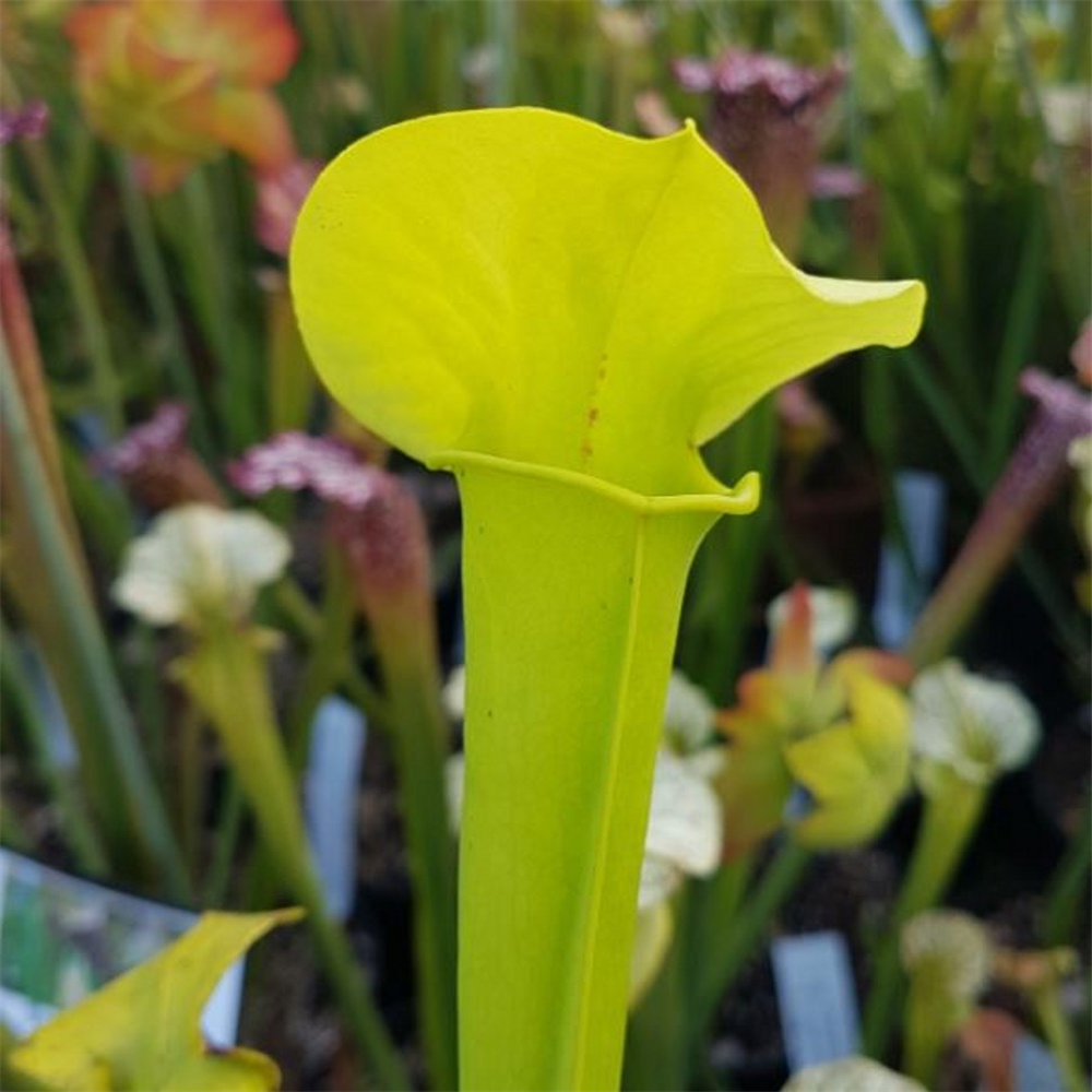 Sarracenia hybrid H 190 big green x flava 'Goldie' | Farmyard Nurseries