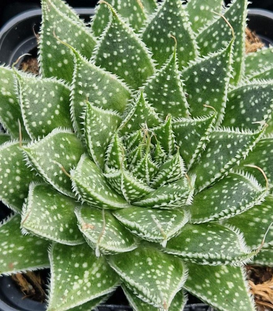 Aloe aristata | Farmyard Nurseries