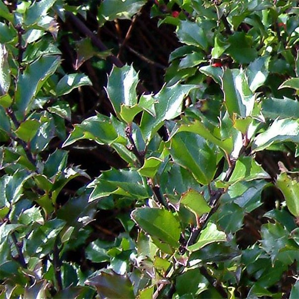 Ilex meserveae 'Blue Prince' MALE | Farmyard Nurseries