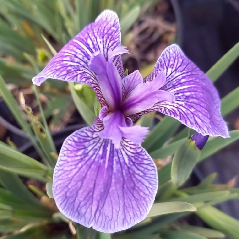 Iris Setosa Baby Blue Farmyard Nurseries