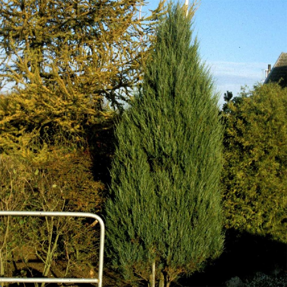 Juniperus Scopulorum 'Skyrocket' | Farmyard Nurseries