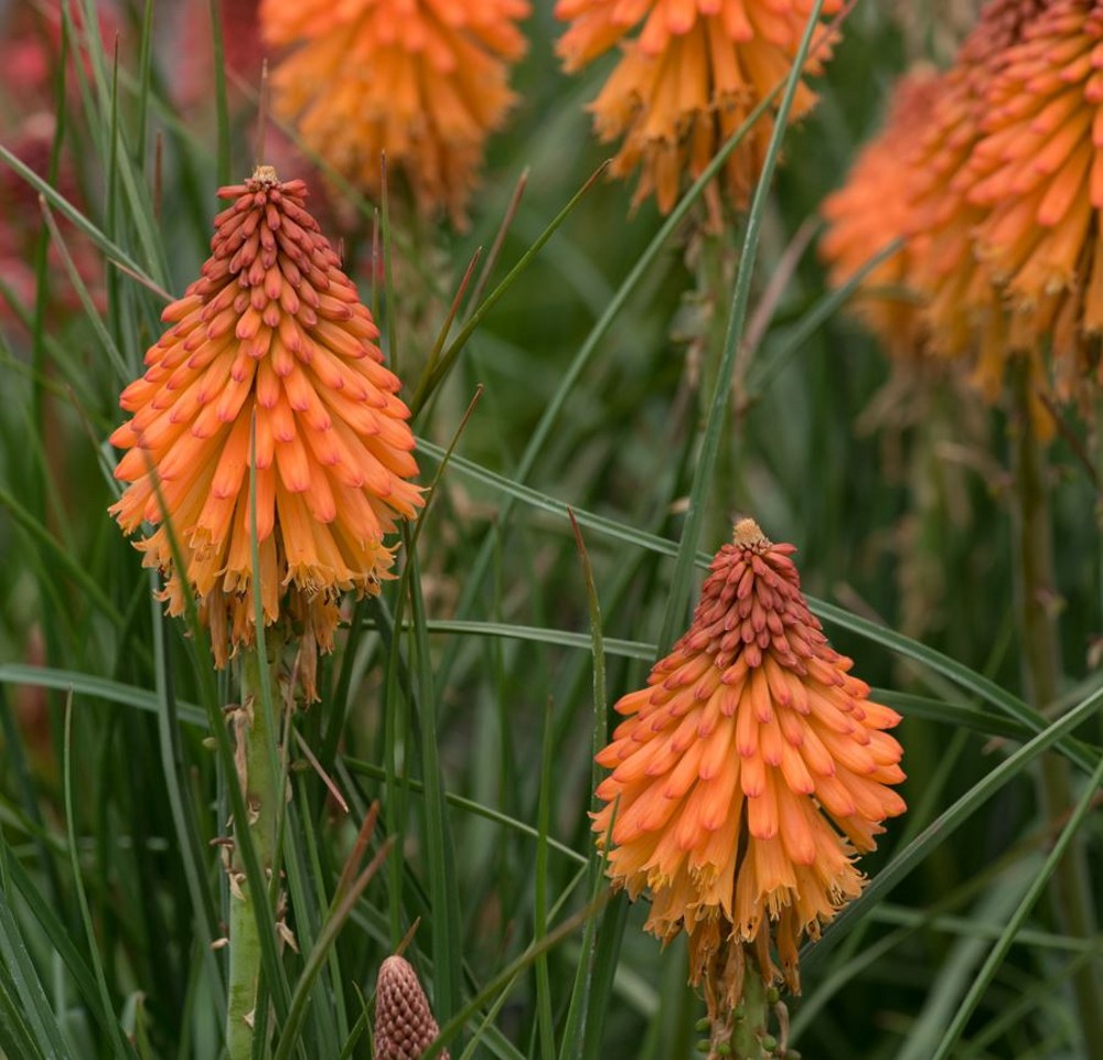 Kniphofia 'Poco Orange' | Farmyard Nurseries