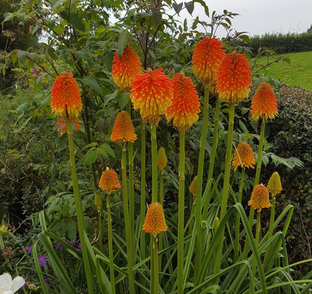 Kniphofia Rooperi 