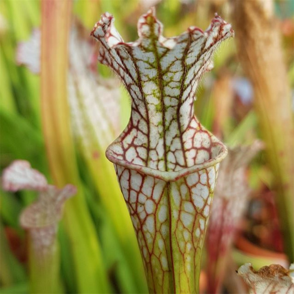 Sarracenia Leucophylla L 12 Gas Station Site M King Seed Farmyard Nurseries 