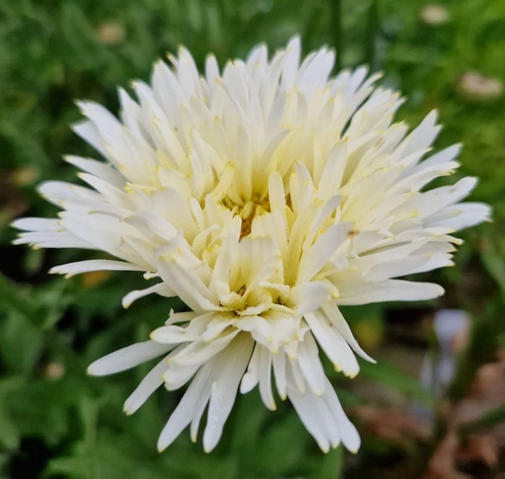 Leucanthemum superbum 'Crazy Daisies' | Farmyard Nurseries