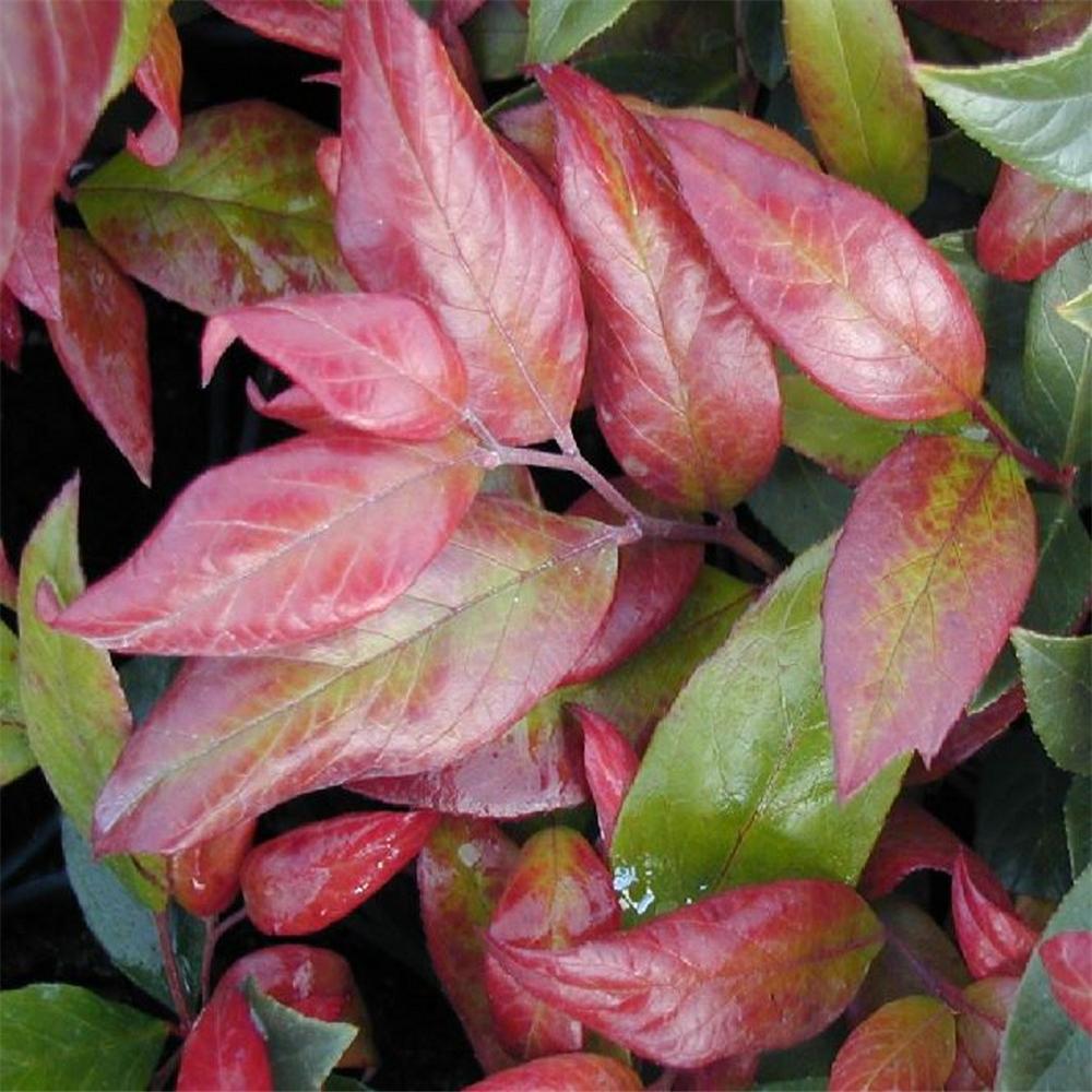 Leucothoe Scarletta Zeblid | Farmyard Nurseries