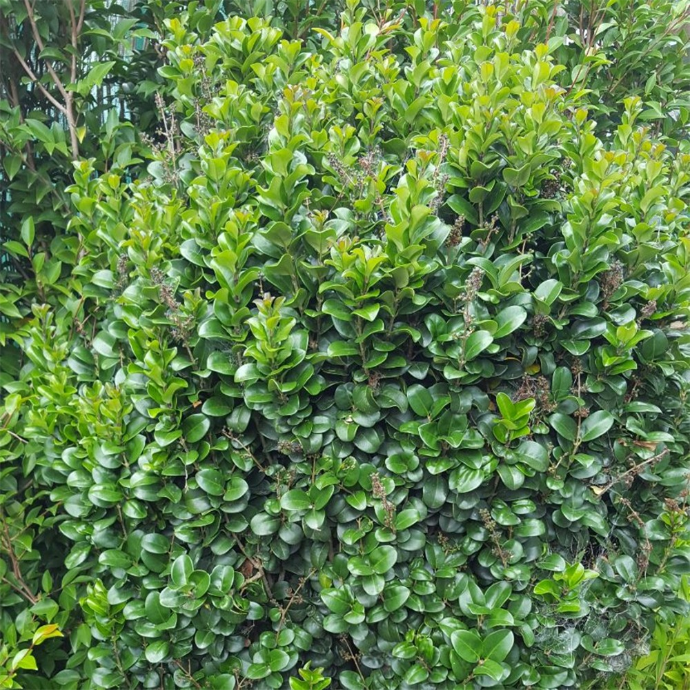 Ligustrum japonicum 'Rotundifolium' | Farmyard Nurseries