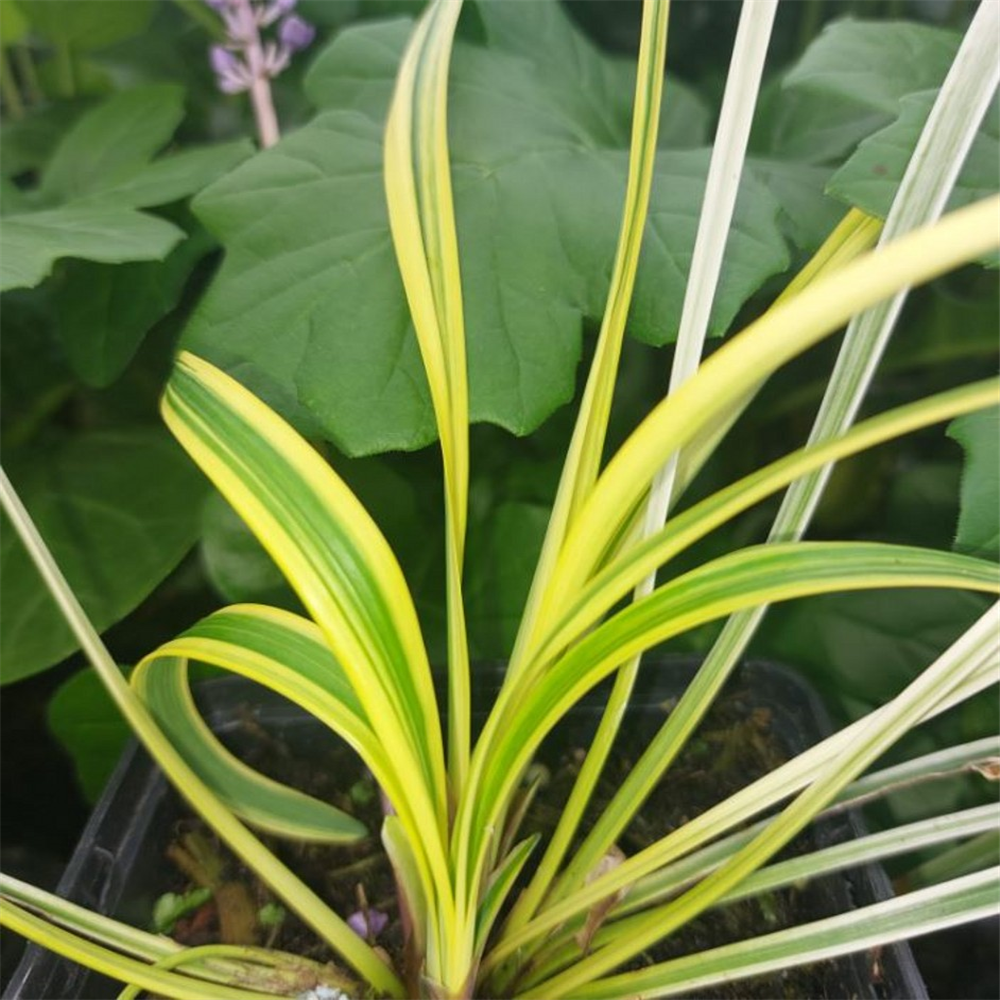 Liriope Muscari Variegata Farmyard Nurseries