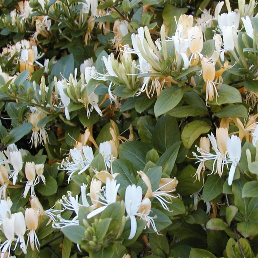 Lonicera Japonica 'Halliana' | Farmyard Nurseries