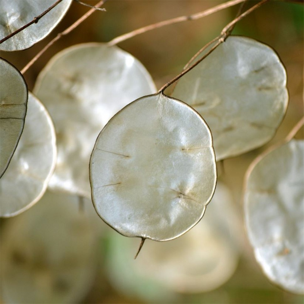 Lunaria annua (Honesty) | Farmyard Nurseries