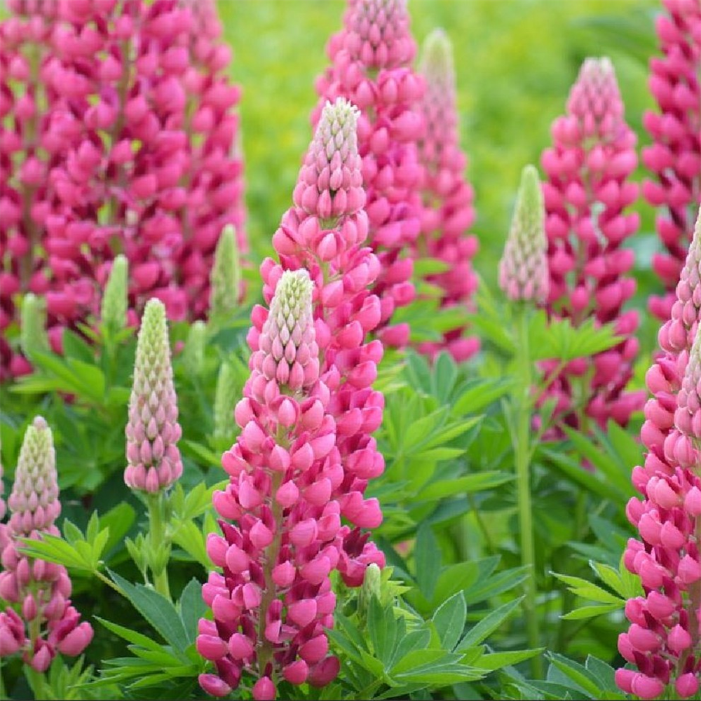 Lupin 'Gallery Rose' | Farmyard Nurseries