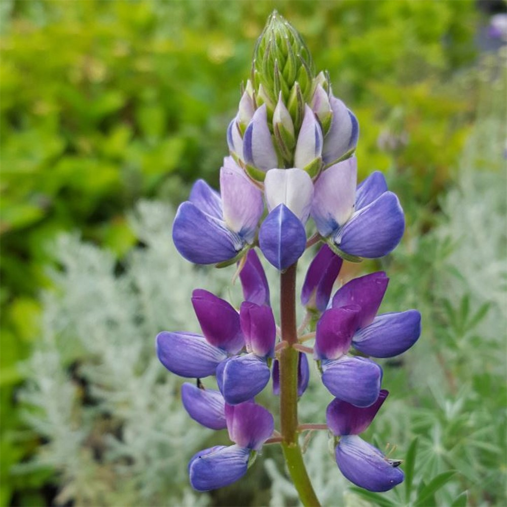 Lupinus arboreus 'Caerulea' | Farmyard Nurseries