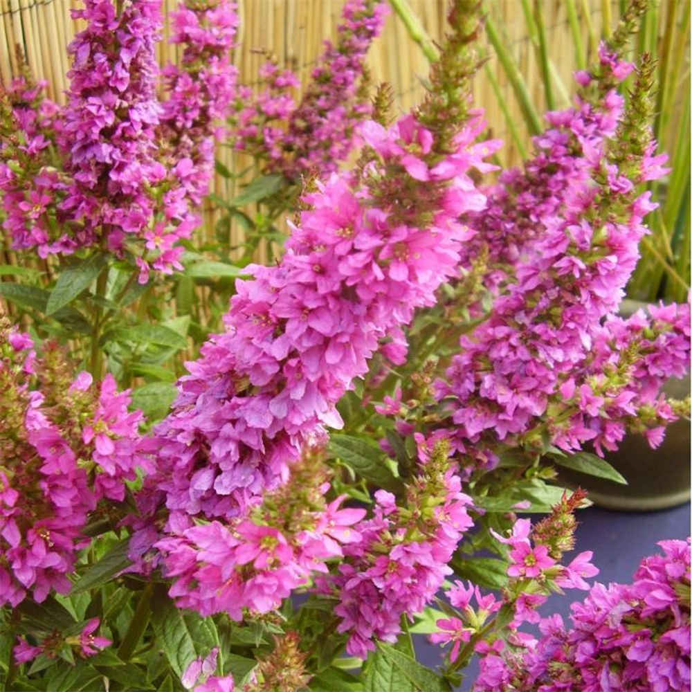 Lythrum salicaria 'Firecandle' | Farmyard Nurseries