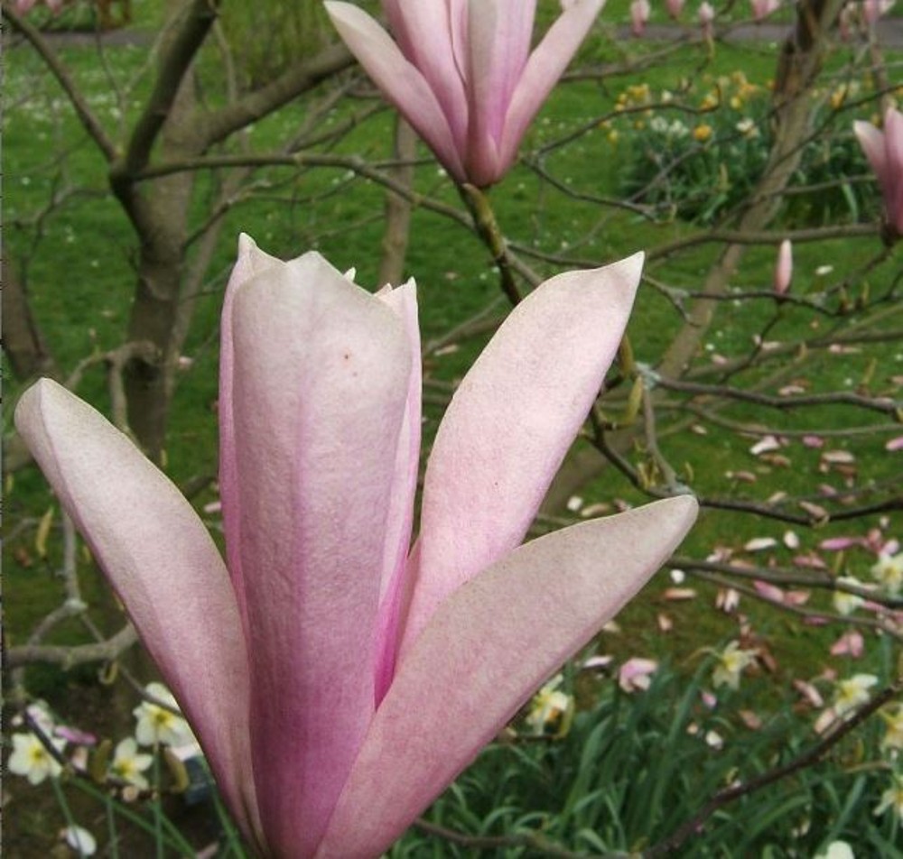 Magnolia 'Heaven Scent' | Farmyard Nurseries