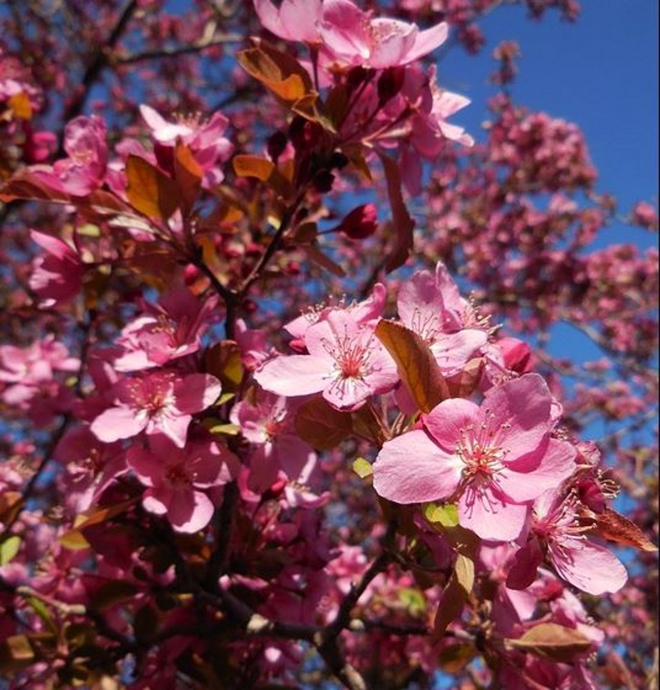 Malus 'Rudolph' | Farmyard Nurseries