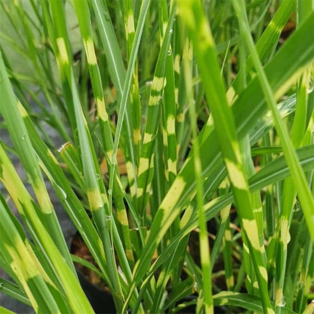 Miscanthus Sinensis 'brazil' 