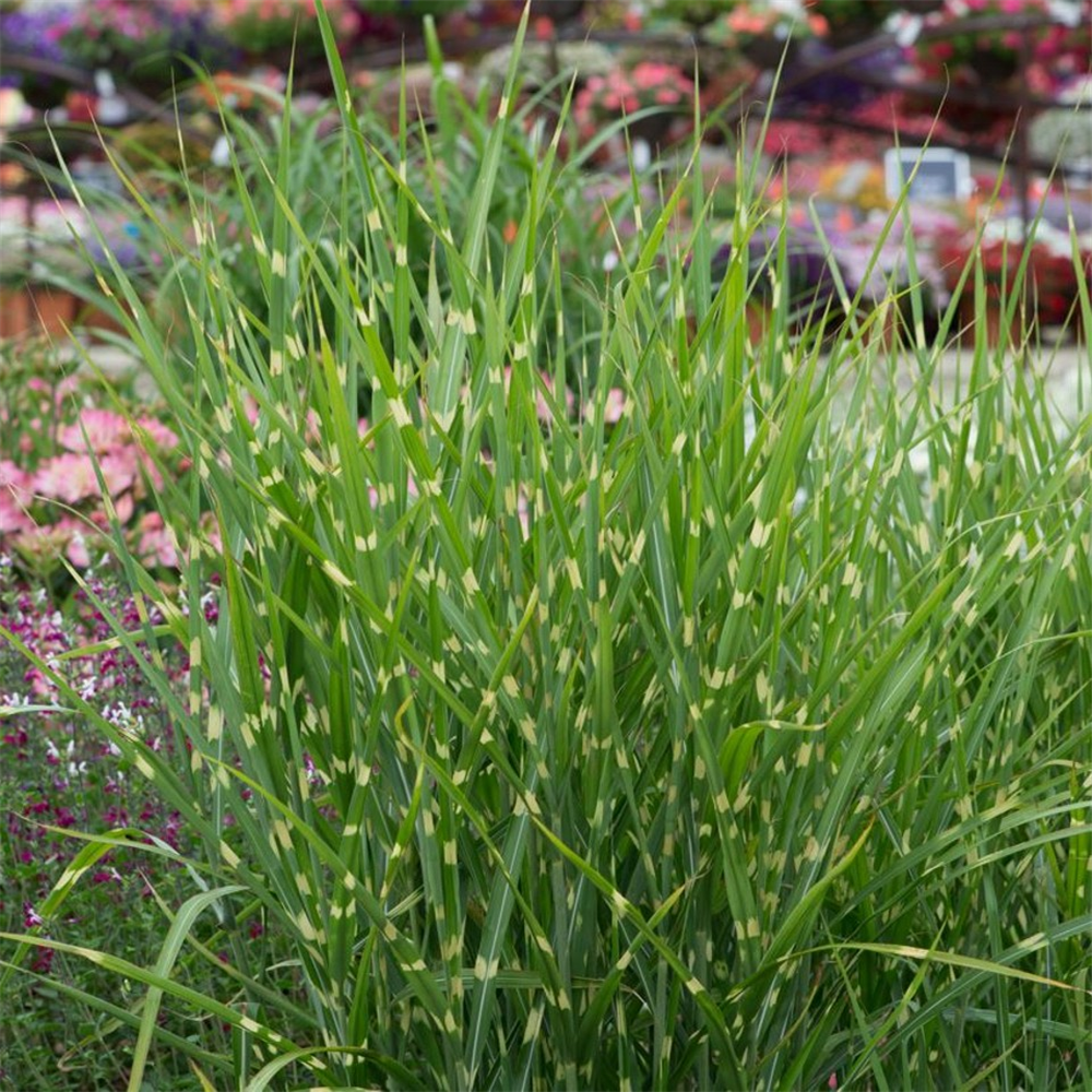 Miscanthus sinensis 'Strictus' | Farmyard Nurseries