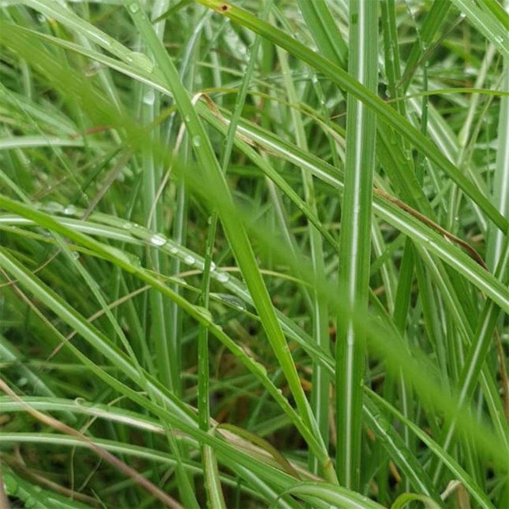 Miscanthus sinensis 'Yaku Jima' | Farmyard Nurseries