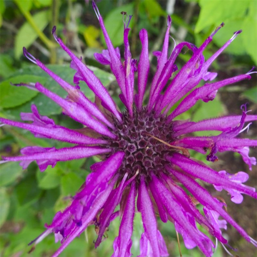 Monarda 'Aquarius' | Farmyard Nurseries