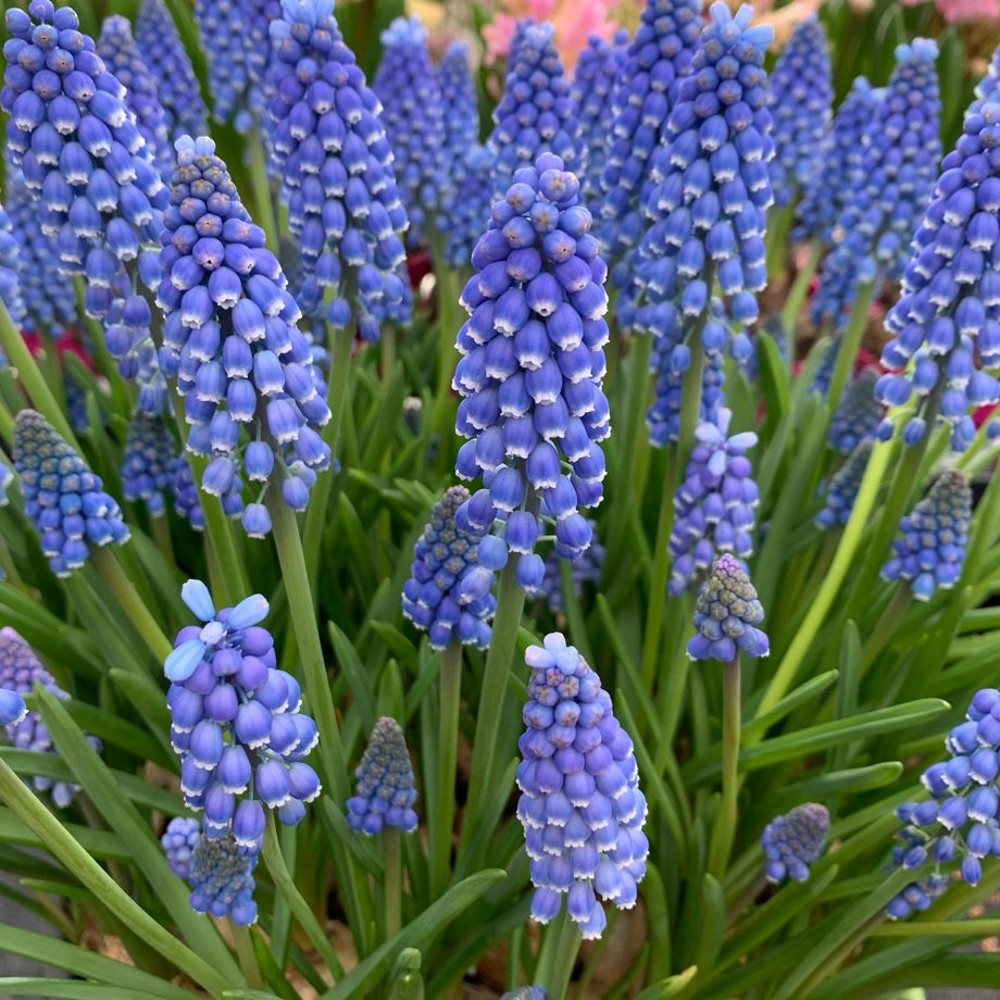 Muscari 'Americanum' (Grape Hyacinth) | Farmyard Nurseries