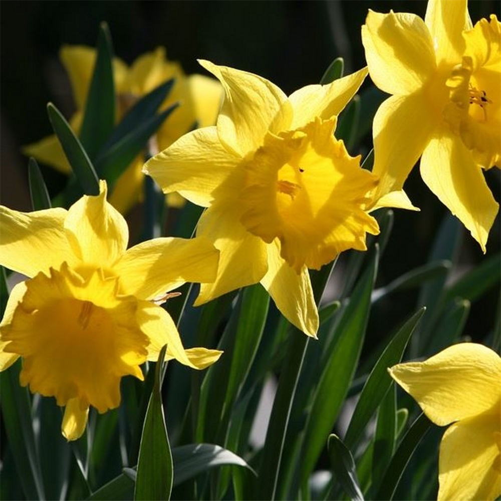 Narcissus (Daffodil) 'King Alfred Select'. Loose, per 10 bulbs ...