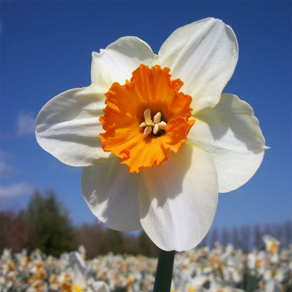 Narcissus (Daffodil) 'Barrett Browning'. potted | Farmyard Nurseries