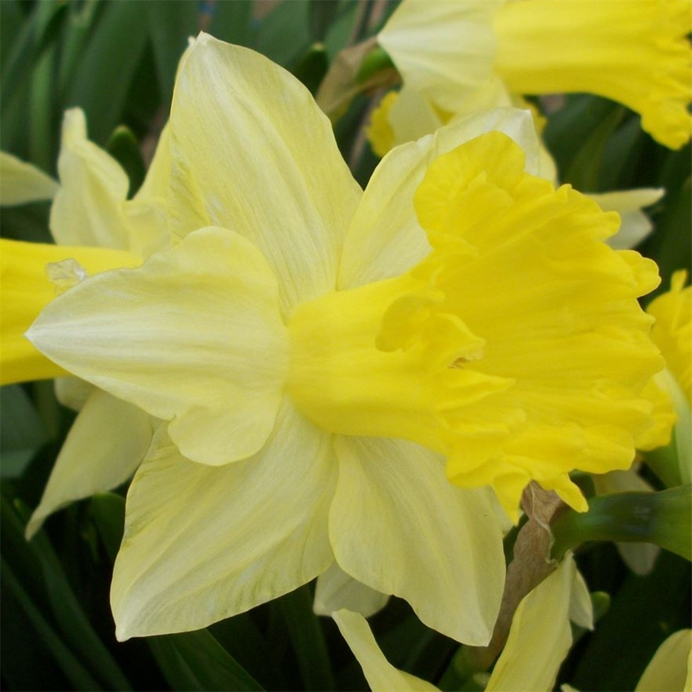 Narcissus (Daffodil) 'Best Seller'. Potted | Farmyard Nurseries