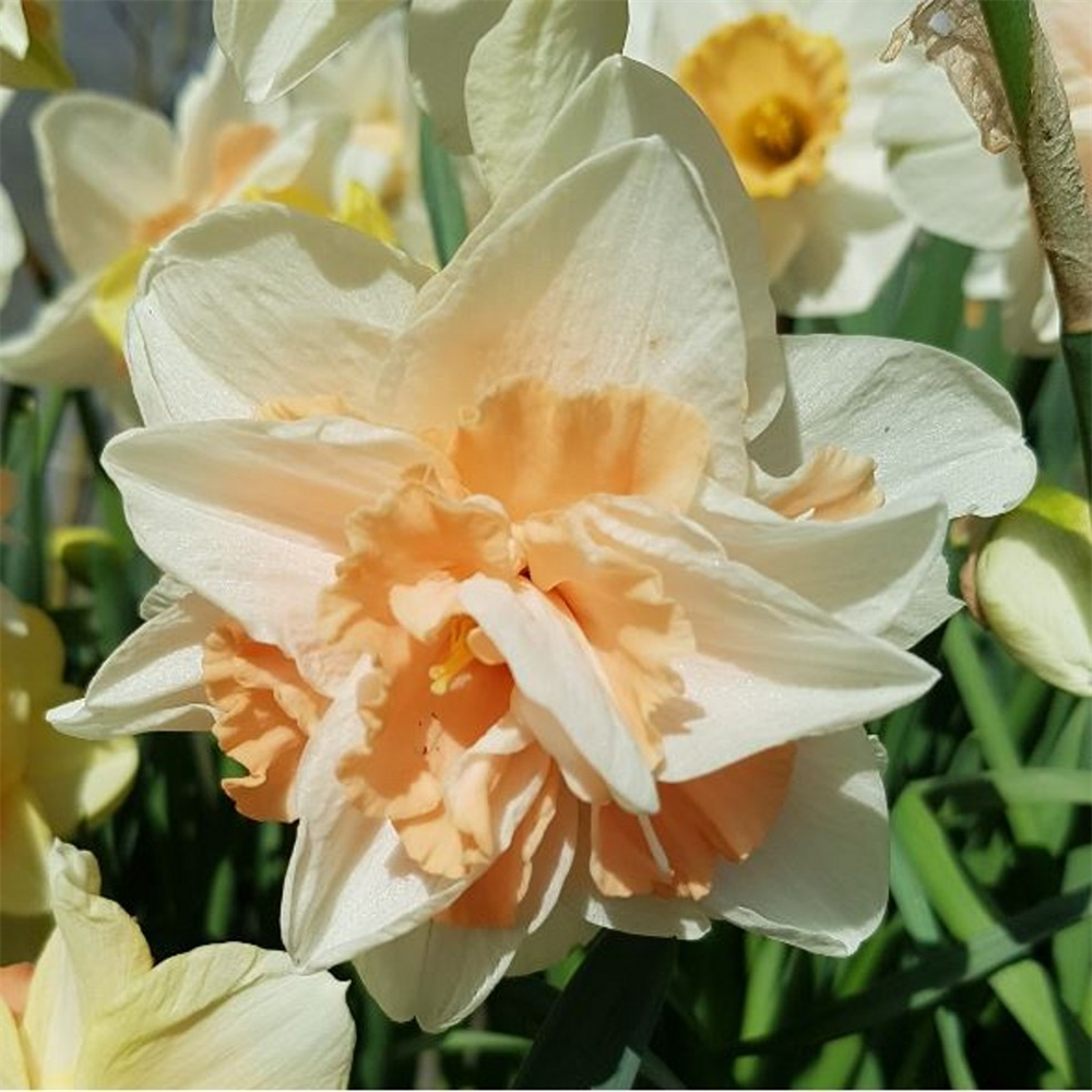 Narcissus (Daffodil) 'Delnashaugh'. Loose, per 10 bulbs. | Farmyard ...