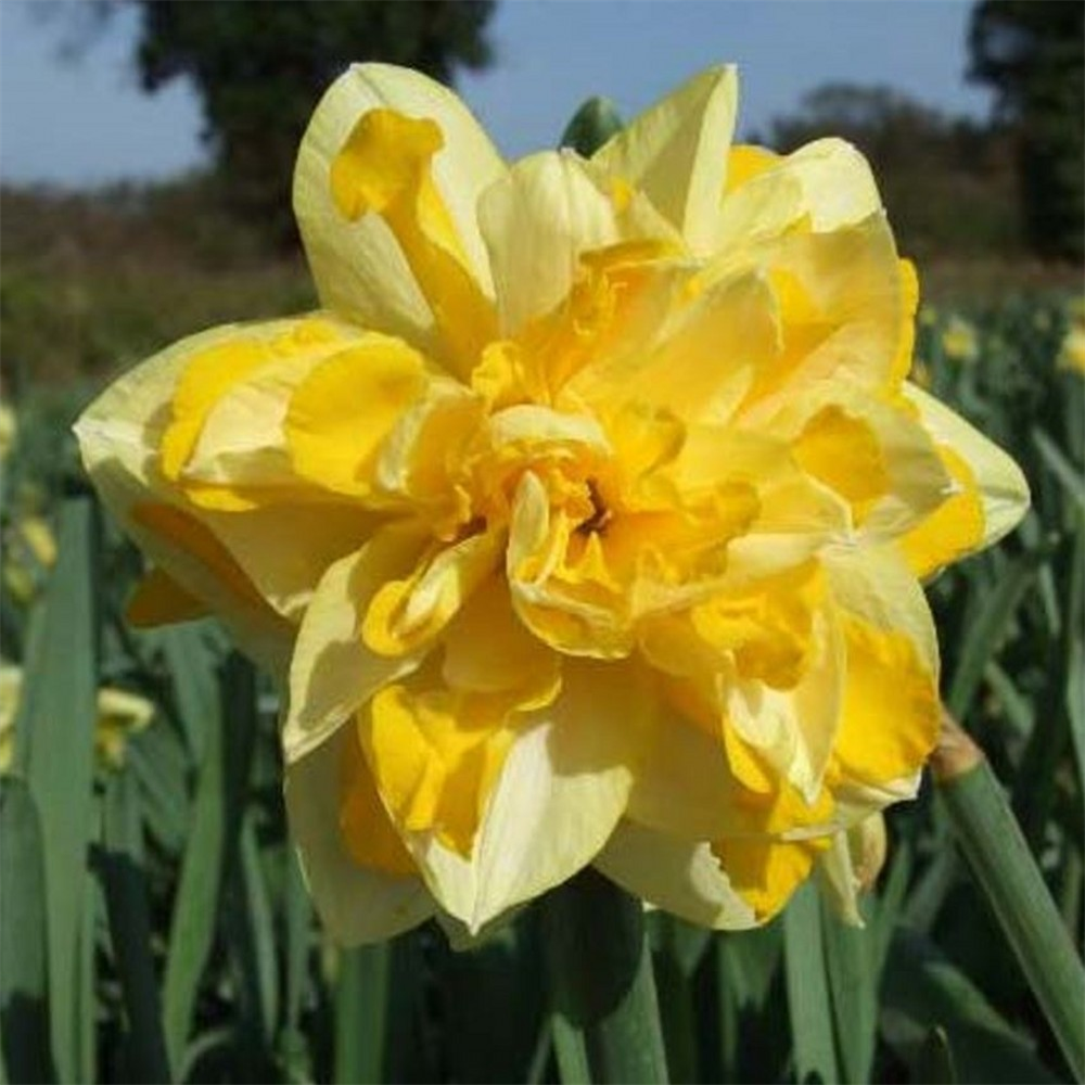 Narcissus (Daffodil) 'Great Leap' Loose per 10 bulbs. | Farmyard Nurseries