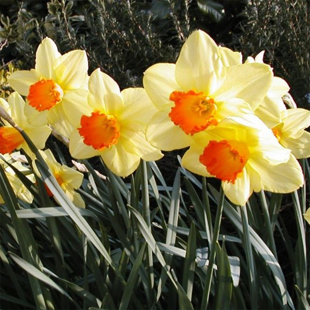 Narcissus (Daffodil) 'Lothario'. Loose, Per 10 Bulbs. | Farmyard Nurseries