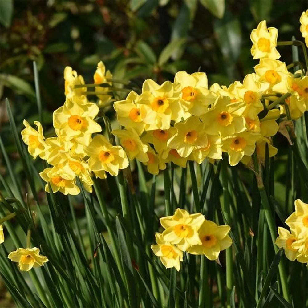 Narcissus (Daffodil) 'Martinette' | Farmyard Nurseries