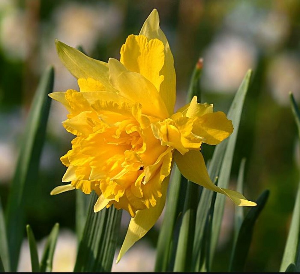 Narcissus (Daffodil) - Dwarf, 'Rip Van Winkle'. Loose Per 10 Bulbs ...